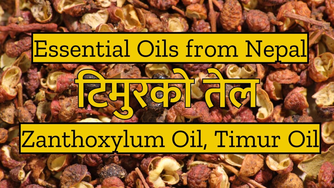 Essential Oils from Nepal : Timur Oil | टिमुरको तेल