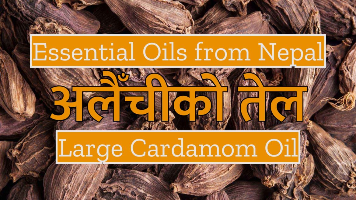 Essential Oils from Nepal : Cardamom Oil | अलैँचीको तेल