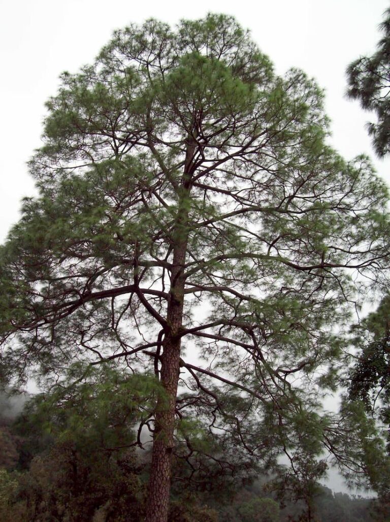 Pine Tree Pinus roxburghii tree