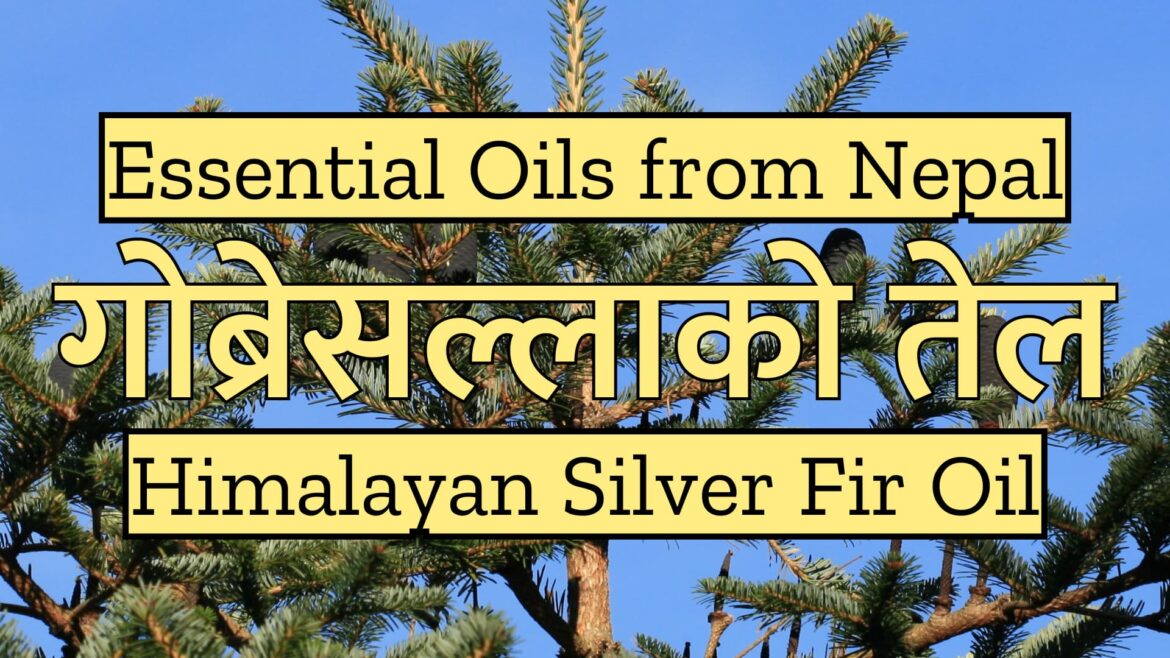 Essential Oils from Nepal : Himalayan Fir Oil | गोब्रेसल्लाको तेल