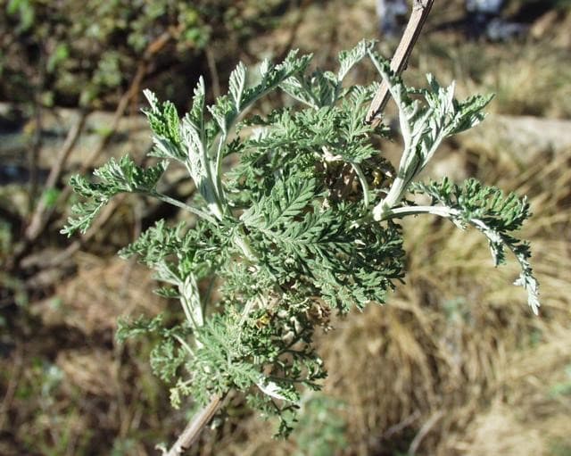 Artemisia Plant or Titepati Plant