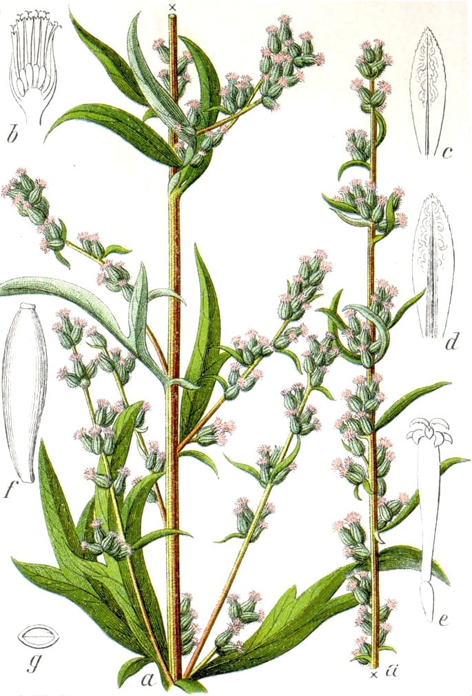 Artemisia Vulgaris Plant Drawing