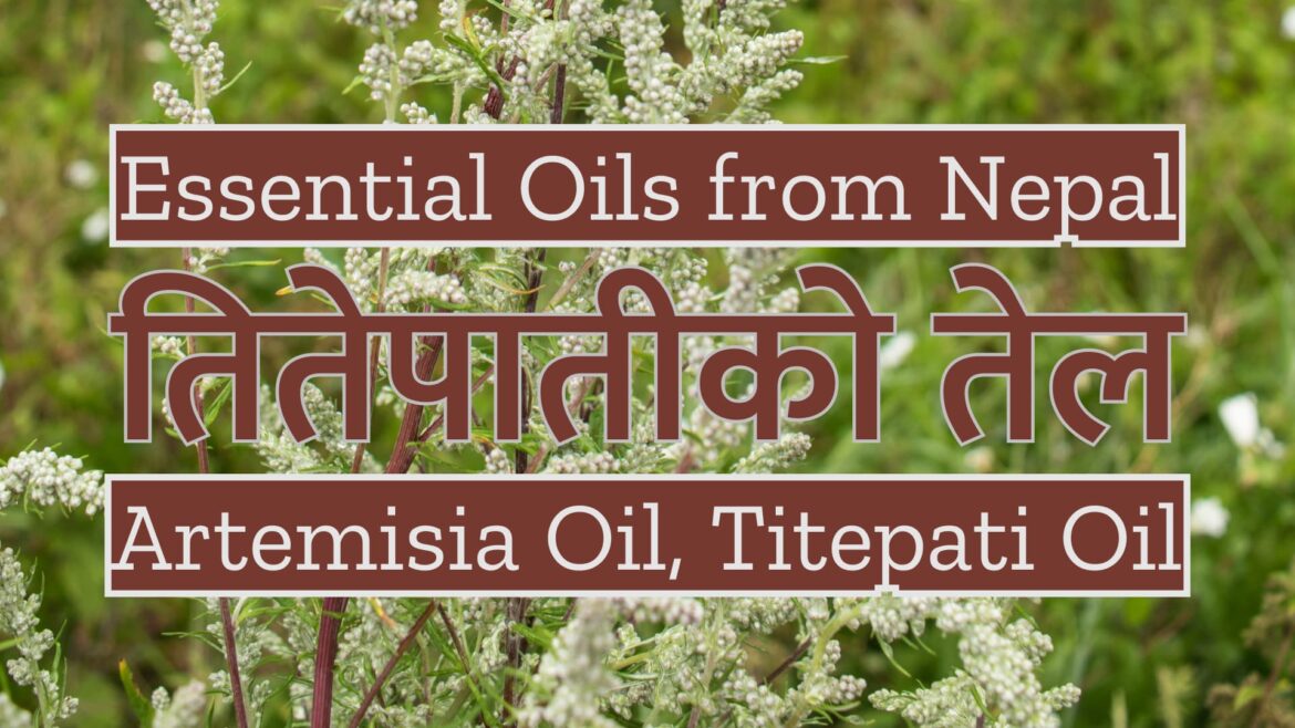 Essential Oils from Nepal : Artemisia Oil or Titepati Oil | तितेपातीको तेल