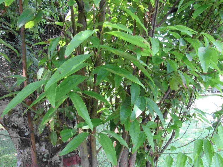 Cinnamomum tamala Plant