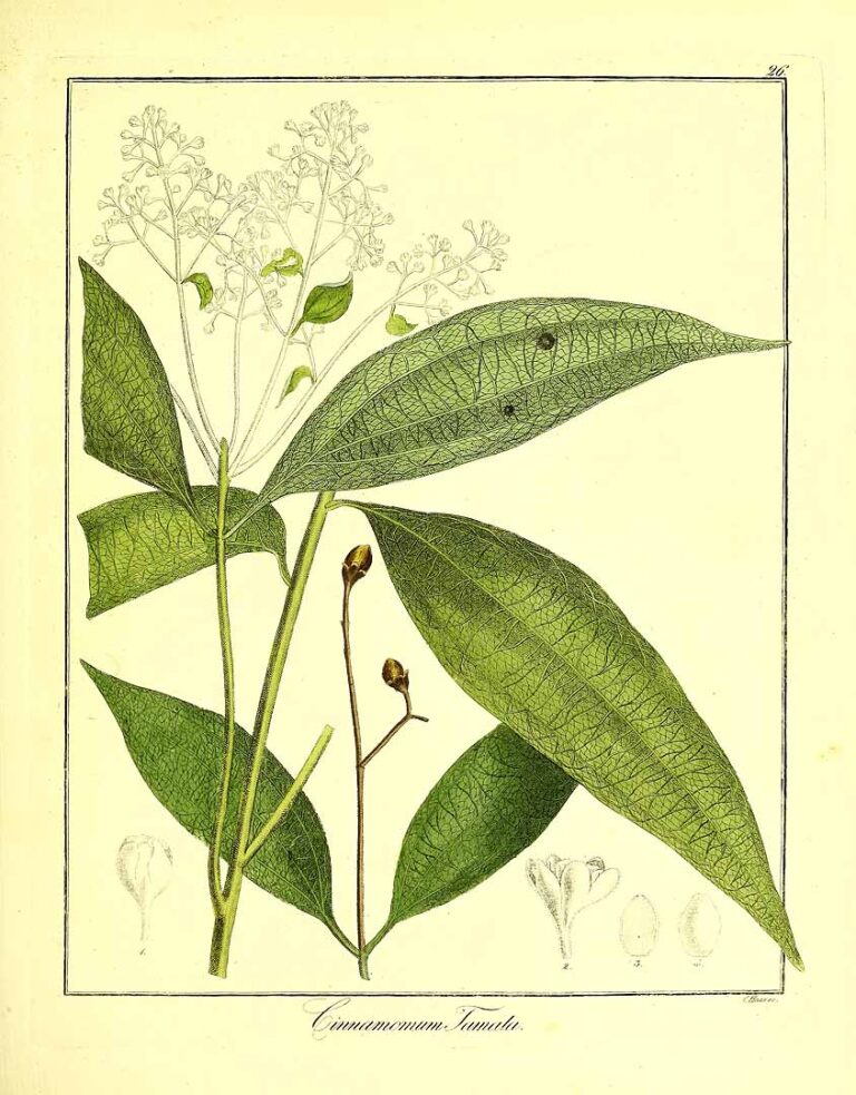 Cinnamomum tamala Full Plant Illustration