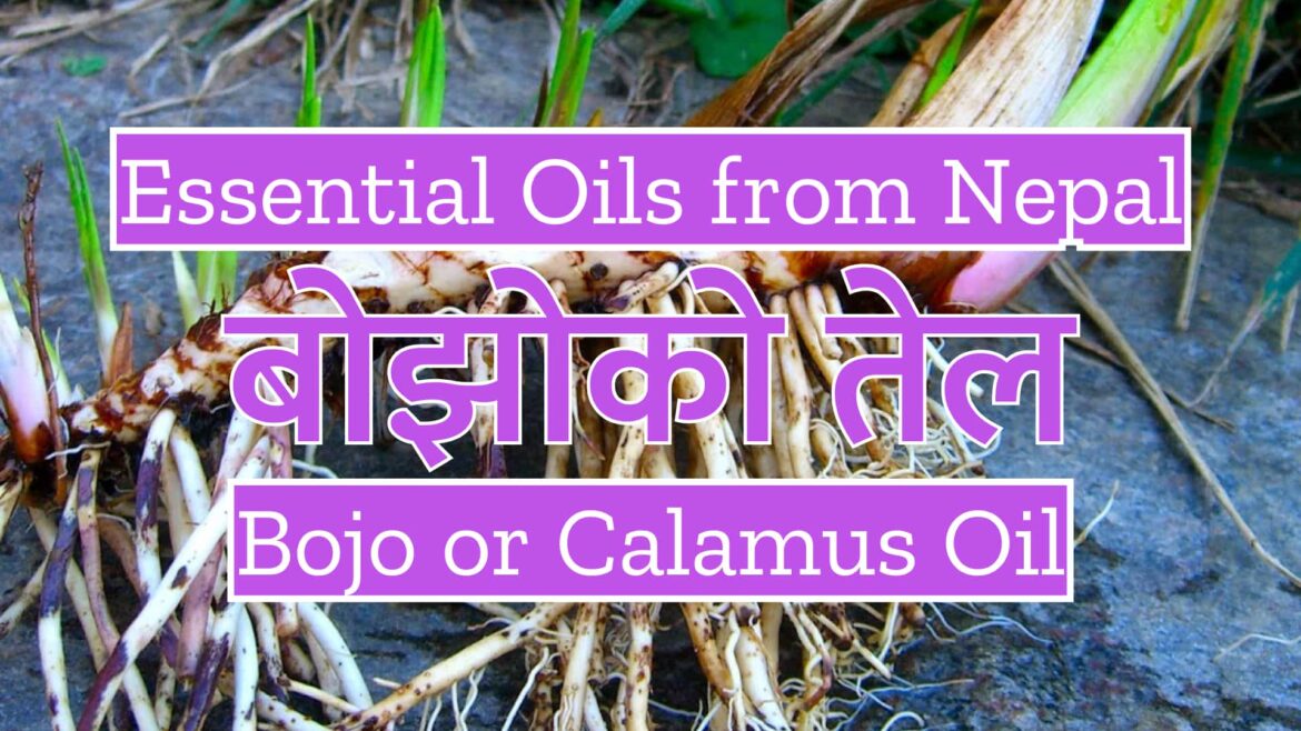Essential Oils from Nepal : Bojo or Calamus Oil |  बोझोको तेल