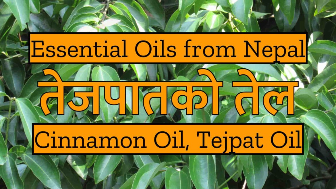 Essential Oils from Nepal : Cinnamon Oil or Tejpat Oil | तेजपातको तेल