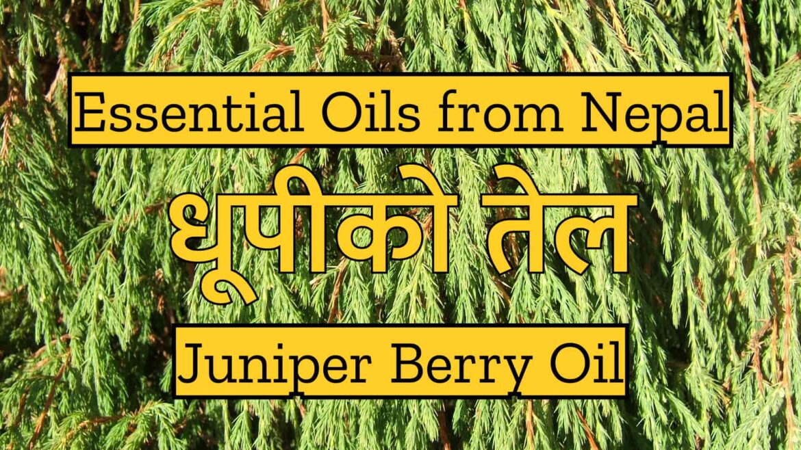 Essential Oils from Nepal : Juniper Berry Oil |  धूपीको तेल