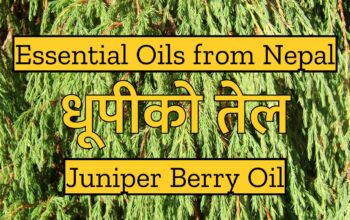 Juniper Berry Oil, धूपीको तेल