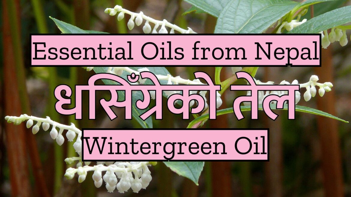 Essential Oils from Nepal :  Wintergreen Oil  |  धसिँग्रेको तेल